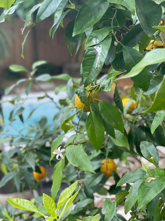 Maison Dans Les Arbres, Spa, Tennis, Parking Nimes Ngoại thất bức ảnh